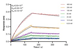 EEF1A1 Rabbit Recombinant Antibody, Proteintech:Antibodies:Primary Antibodies