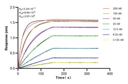 FKBP10/FKBP65 Rabbit Recombinant Antibody, Proteintech:Antibodies:Primary