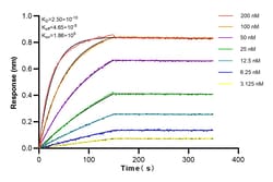 MYL7 Rabbit Recombinant Antibody, Proteintech:Antikörper:Primärantikörper