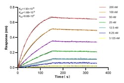 DMT1 Rabbit Recombinant Antibody, Proteintech Unconjugated; 20 &mu;L:Antibodies