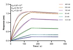 MPO Rabbit Recombinant Antibody, Proteintech:Antibodies:Primary Antibodies