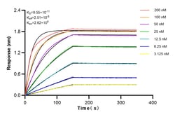 ECHS1 Rabbit Recombinant Antibody, Proteintech:Antibodies:Primary Antibodies