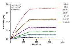 JNK Rabbit Recombinant Antibody, Proteintech Unconjugated; 20 &mu;L:Antikörper