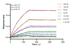 ACC1 Rabbit Recombinant Antibody, Proteintech:Antibodies:Primary Antibodies