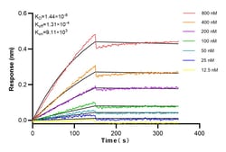 F4/80 Rabbit Recombinant Antibody, Proteintech 20 &mu;L | Buy Online | Proteintech | Fisher Scientific