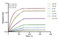 mTOR Rabbit Recombinant Antibody, Proteintech:Antibodies:Primary Antibodies