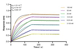 BCL6 Rabbit Recombinant Antibody, Proteintech Unconjugated; 100 &mu;L:Antibodies,