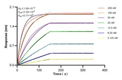 ATG7 Rabbit Recombinant Antibody, Proteintech Unconjugated; 100 &mu;L:Antibodies,