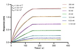 EIF2AK1 Rabbit Recombinant Antibody, Proteintech Unconjugated; 20 &mu;L:Antibodies