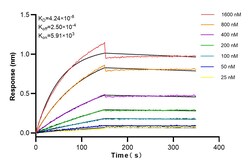 ATG5 Rabbit Recombinant Antibody, Proteintech:Antibodies:Primary Antibodies