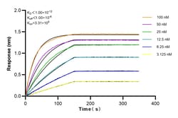 PRDX3 Rabbit Recombinant Antibody, Proteintech:Antibodies:Primary Antibodies
