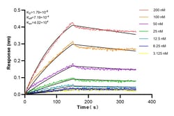 RAB1A Rabbit Recombinant Antibody, Proteintech:Antibodies:Primary Antibodies