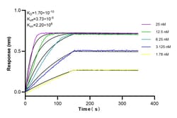 PIN1 Rabbit Recombinant Antibody, Proteintech 100 &mu;L | Buy Online | Proteintech | Fisher Scientific