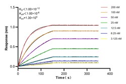 STX17 Rabbit Recombinant Antibody, Proteintech Unconjugated; 100 &mu;L:Antibodies,