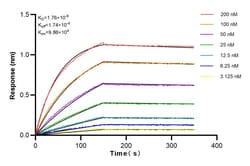 Calnexin Rabbit Recombinant Antibody, Proteintech:Antibodies:Primary Antibodies