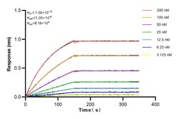 PHGDH Rabbit Recombinant Antibody, Proteintech:Antibodies:Primary Antibodies
