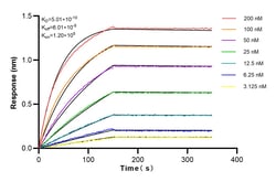 STAT1 Rabbit Recombinant Antibody, Proteintech:Antibodies:Primary Antibodies