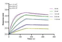 Galectin-3 Rabbit Recombinant Antibody, Proteintech:Antibodies:Primary