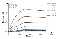 HNRNPL Rabbit Recombinant Antibody, Proteintech Unconjugated; 100 &mu;L:Antibodies,