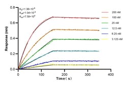 SEPT4 Rabbit Recombinant Antibody, Proteintech:Antibodies:Primary Antibodies