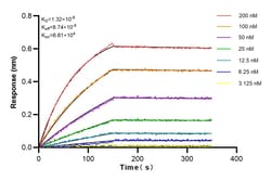 Cystatin C Rabbit Recombinant Antibody, Proteintech:Antibodies:Primary