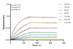 VCP Rabbit Recombinant Antibody, Proteintech Unconjugated; 20 &mu;L:Antibodies,