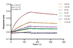 LASP1 Rabbit Recombinant Antibody, Proteintech:Antibodies:Primary Antibodies