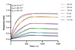 WT1 Rabbit Recombinant Antibody, Proteintech Unconjugated; 100 &mu;L:Antibodies,