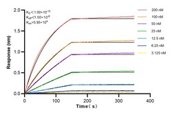 NAT10 Rabbit Recombinant Antibody, Proteintech:Antibodies:Primary Antibodies