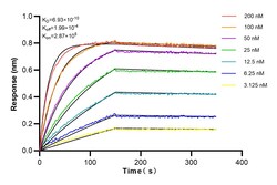 Glucocorticoid receptor Rabbit Recombinant Antibody, Proteintech Unconjugated;