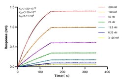 GCLM Rabbit Recombinant Antibody, Proteintech:Antibodies:Primary Antibodies