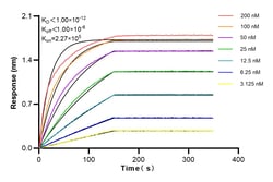REDD1 Rabbit Recombinant Antibody, Proteintech Unconjugated; 20 &mu;L:Antikörper