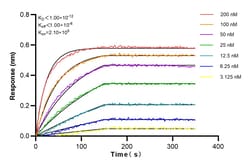 CDX2 Rabbit Recombinant Antibody, Proteintech Unconjugated; 20 &mu;L:Antibodies,