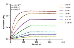 TIA1 Rabbit Recombinant Antibody, Proteintech:Antibodies:Primary Antibodies