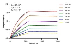 MFN2 Rabbit Recombinant Antibody, Proteintech Unconjugated; 20 &mu;L:Antibodies,