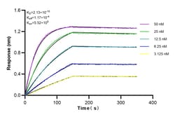 DNAJB1 Rabbit Recombinant Antibody, Proteintech:Antibodies:Primary Antibodies