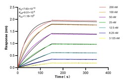 MX1 Rabbit Recombinant Antibody, Proteintech:Antibodies:Primary Antibodies