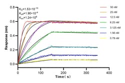 Cyclin D1 Rabbit Recombinant Antibody, Proteintech Unconjugated; 20 &mu;L:Antibodies,