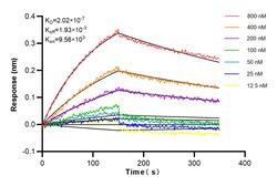 IL-1 Beta Rabbit Recombinant Antibody, Proteintech Unconjugated; 20 &mu;L:Antikörper