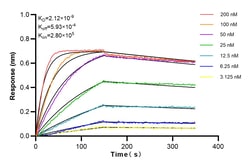 CHCHD2 Rabbit Recombinant Antibody, Proteintech Unconjugated; 20 &mu;L:Antibodies,