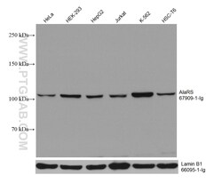 AlaRS Mouse Monoclonal Antibody, Proteintech Unconjugated; 20 &mu;L:Anticorps,