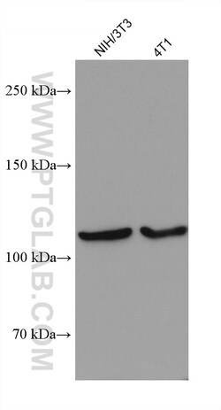 AlaRS Mouse Monoclonal Antibody, Proteintech Unconjugated; 20 &mu;L:Anticorps,