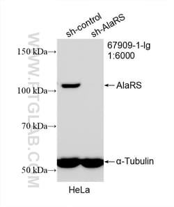 AlaRS Mouse Monoclonal Antibody, Proteintech Unconjugated; 20 &mu;L:Anticorps,