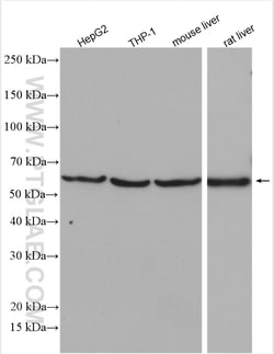 Alpha-2-antiplasmin Rabbit Polyclonal Antibody, Proteintech 20 &mu;L | Buy Online | Proteintech | Fisher Scientific