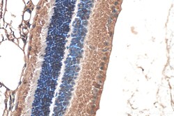 Alpha B Crystallin Mouse Monoclonal Antibody, Proteintech Unconjugated;