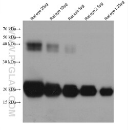 Alpha B Crystallin Mouse Monoclonal Antibody, Proteintech Unconjugated;
