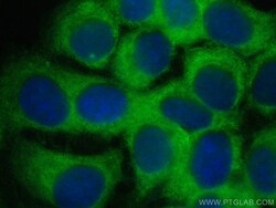 CoraLite Plus 488-conjugated Annexin A2 Rabbit Polyclonal Antibody, Proteintech