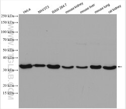 Annexin A4 Rabbit Polyclonal Antibody, Proteintech Unconjugated; 20 &mu;L:Antibodies,