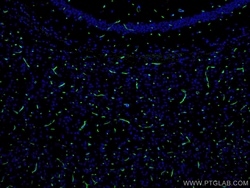 CoraLite Plus 488-conjugated Aquaporin 4 Rabbit Polyclonal Antibody, Proteintech:Antibodies:Primary
