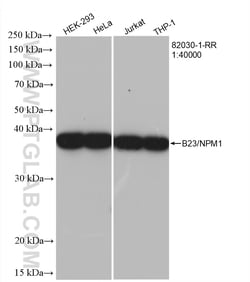 B23/NPM1 Rabbit Recombinant Antibody, Proteintech Unconjugated; 20 &mu;L:Antibodies,